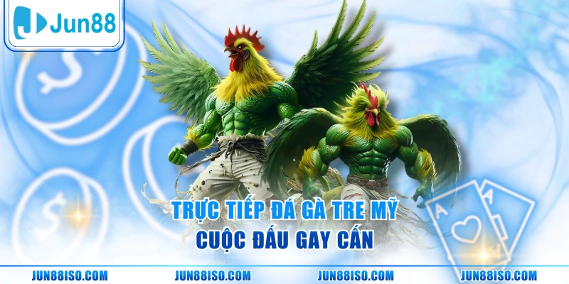 Trực tiếp đá gà tre Mỹ - Cuộc đấu gay cấn